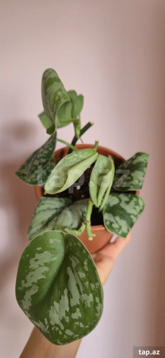 Scindapsus exotica — Bitkilər, Sumqayıt (3)
