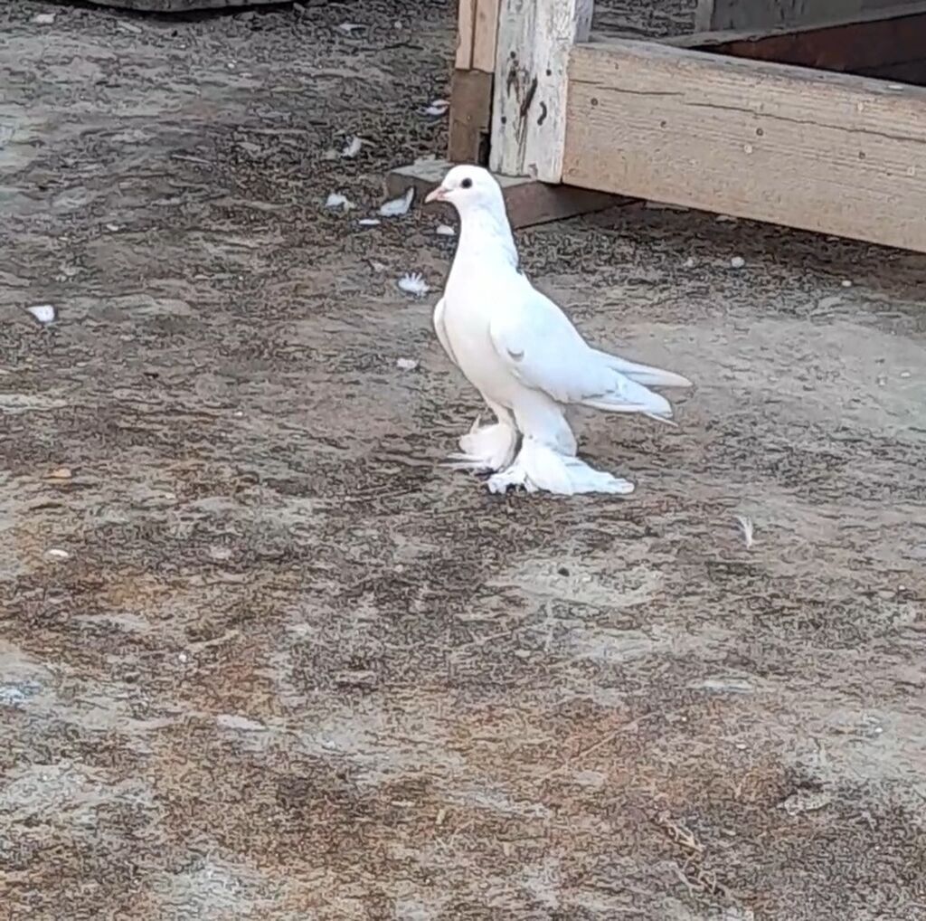 Leleyli orta 2 tuk goy quyrugdu war kimidi oynag tutulmadi qanadi — Quşlar, Bakı (4)