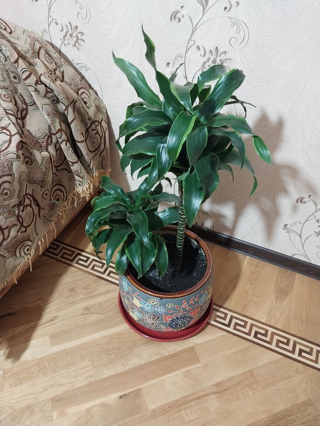 Çox gözəl çox xeyirli və dünyada böyük bioloji dəyərli Dracena — Mallar, Bakı (2)