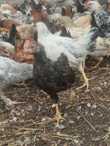 Yerli tövlədə sərbəst gəzdirilən, kənd şəraitində yemlənən qarışıq — Chickens and roosters