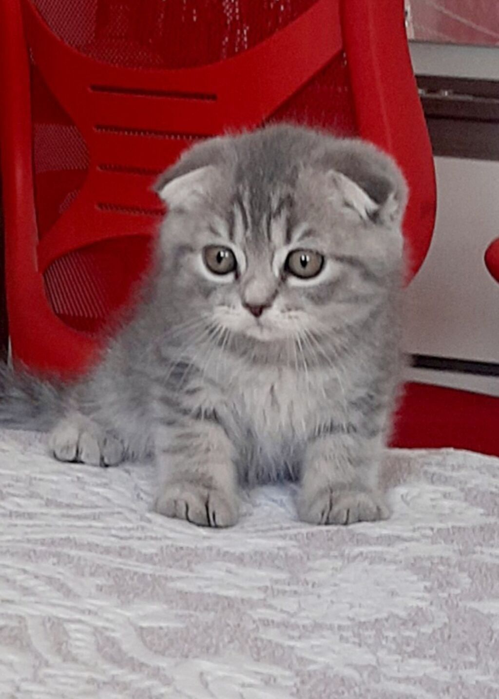 Şotlandiyalı pişik, erkək, yaxşı əllərə