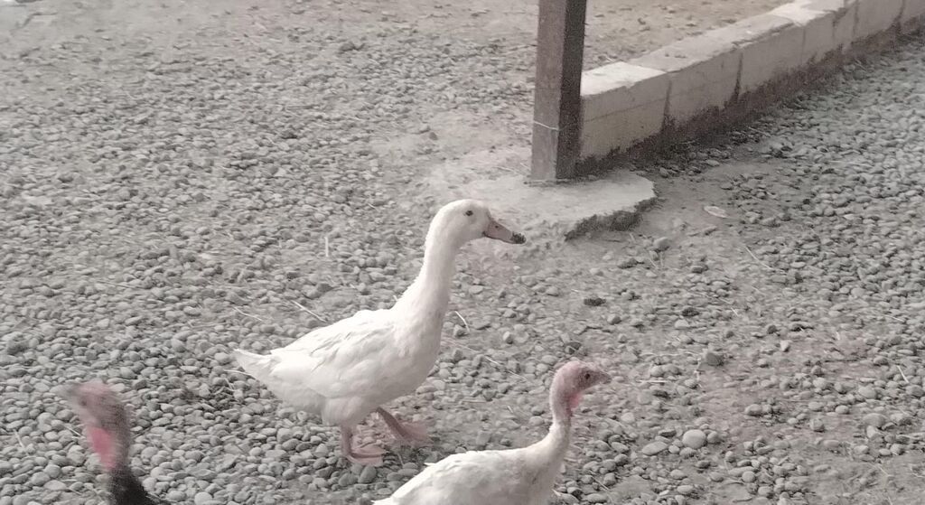 Satılır: ördək və muskovi ördək (hind-ördəyi) sürüsü - Növ: ağ yerli — Heyvanlar, Şirvan (3)