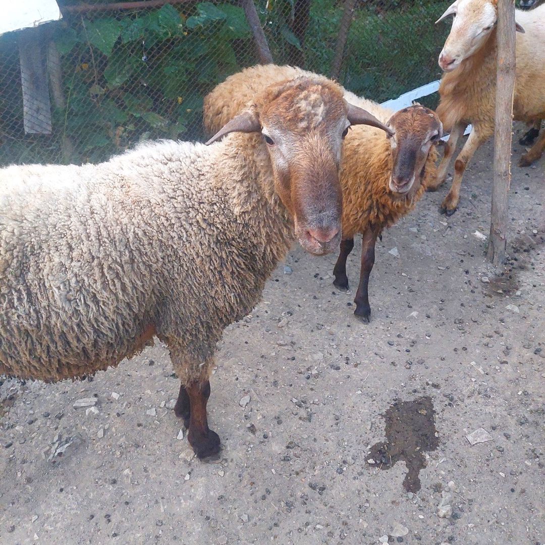 Erkək qoyunlar — Heyvanlar, Şəki (3)