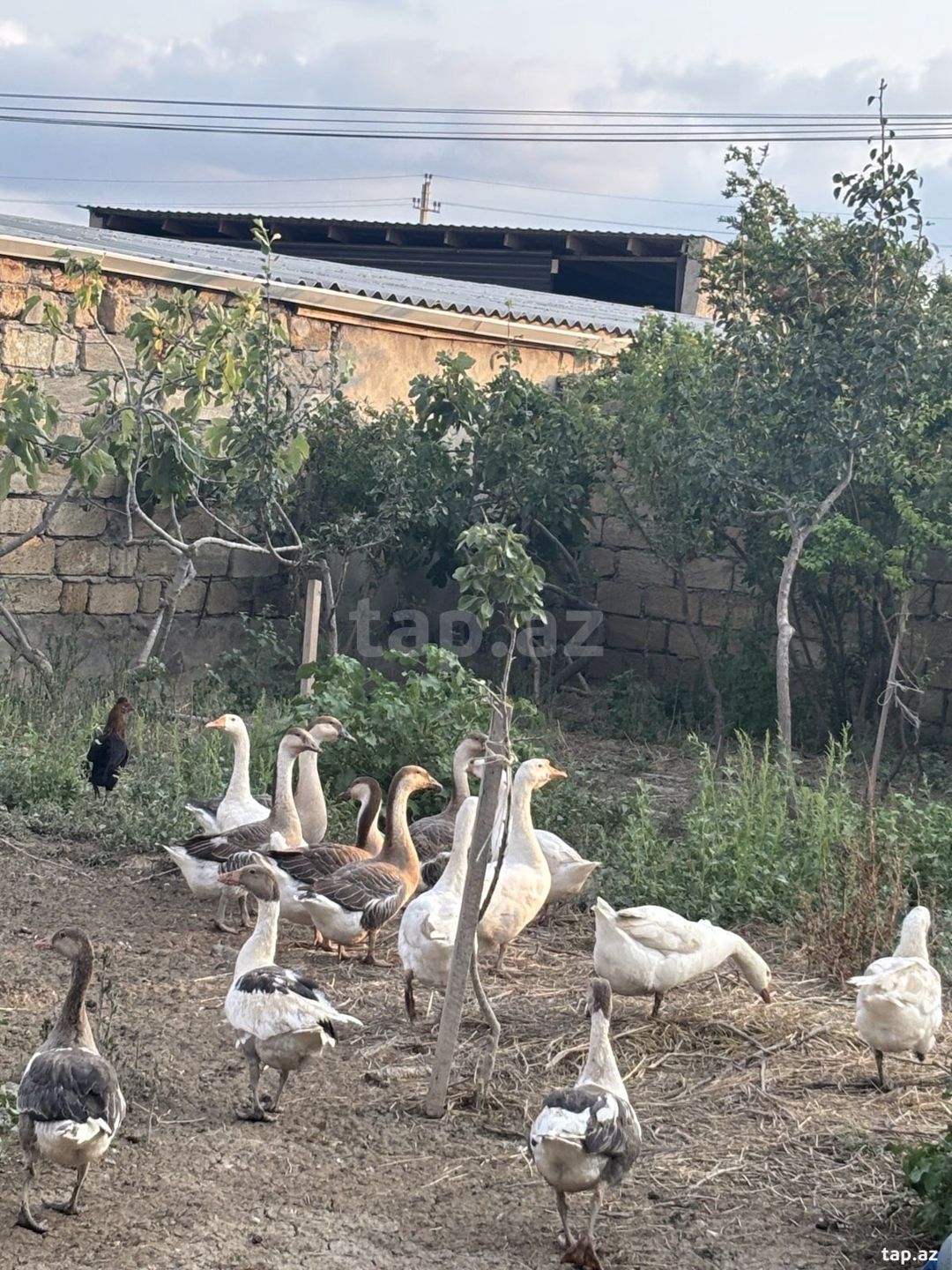 Qazlar — Quşlar, Sumqayıt (5)
