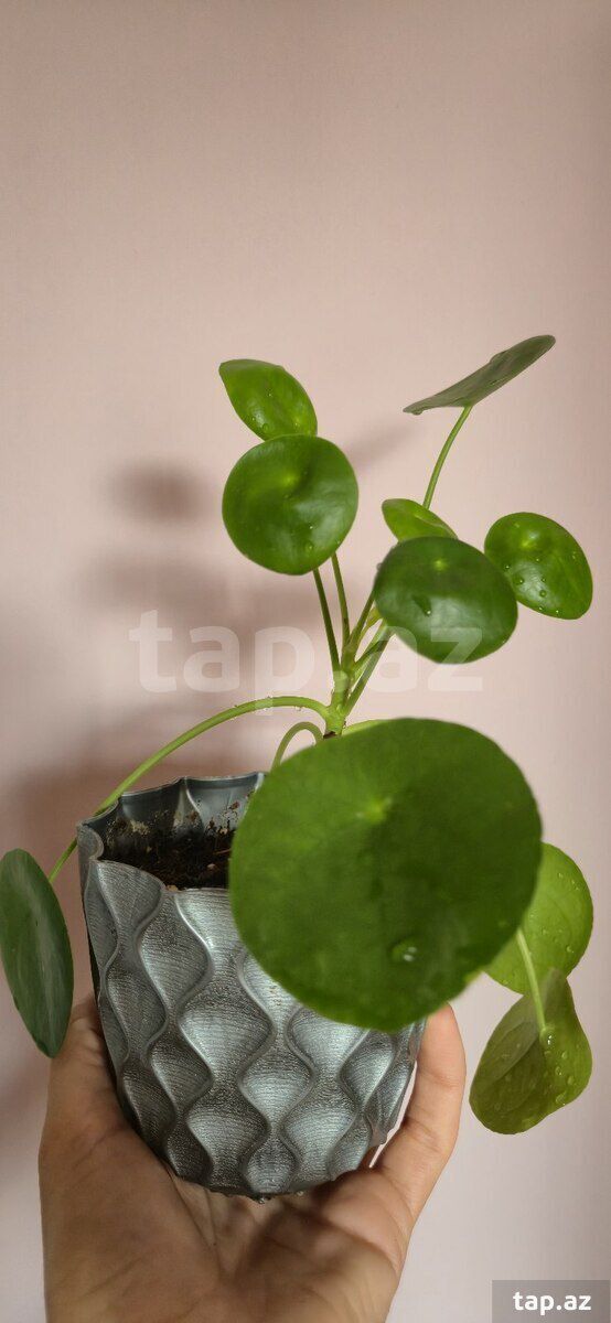 Otaq bitkisi Pilea — Bitkilər, Sumqayıt (2)