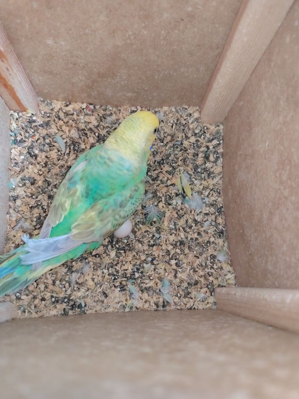 ​🦜 SAĞLAM VƏ BAXIMLI TUTUQUŞULAR SATILIR! ​Ev şəraitində böyüdülmüş — Quşlar, Sumqayıt (8)