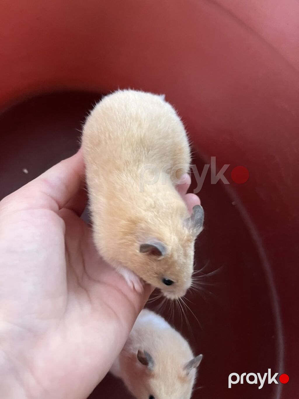 Hamster və qəfəs dəsti Məhsul təsviri: İki ədəs- Kiçik ölçülü suriya — Qəfəslər, Astara (3)