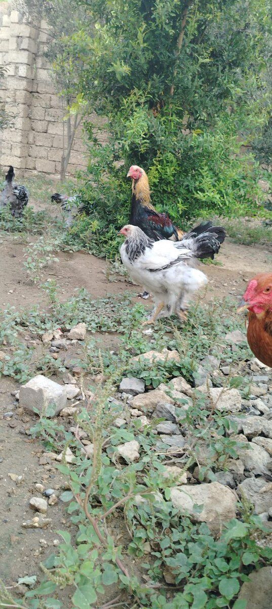 Cücələr — Quşlar, Bakı