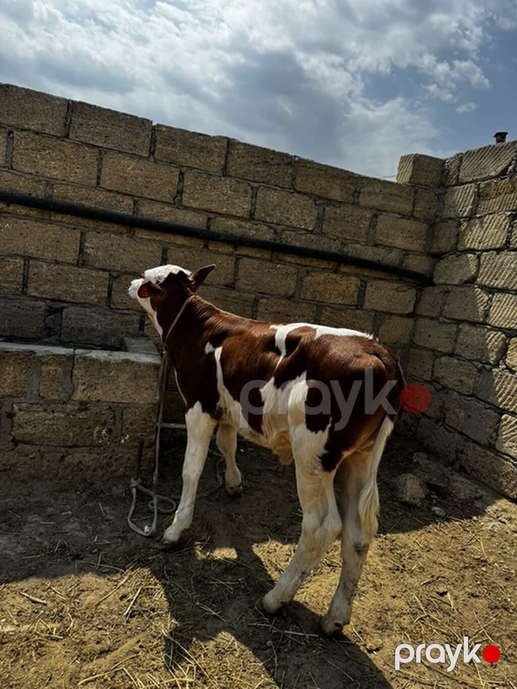 Dana, buzov, Erkək, Simental, ay: 2, Damazlıq, Ətlik — Heyvanlar, Sumqayıt (7)