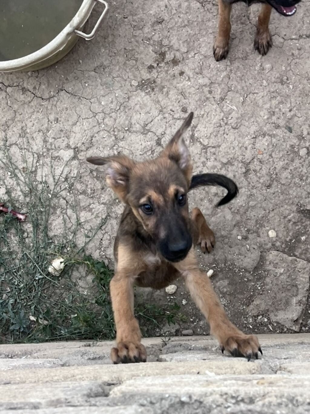 Alman çoban iti, 3 ay, Erkək, Peyvəndli — Heyvanlar, Xırdalan (8)