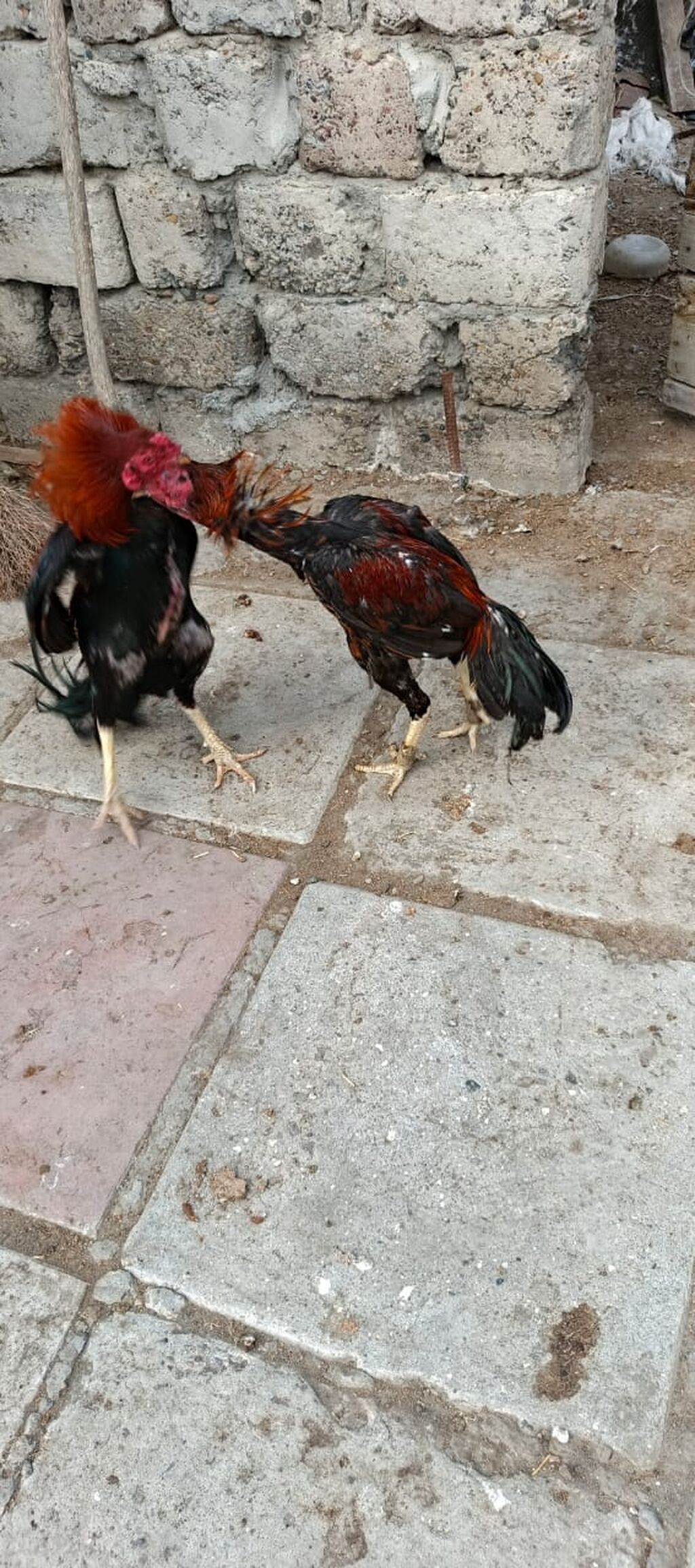 12 ayina kecib tam saglam aktib becedi .temiz qan temiz cins qapisine — Heyvanlar, Mingəçevir (2)