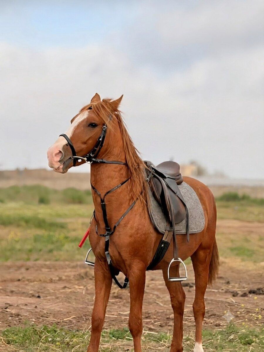 Qarabağ atı — Atlar, Bakı