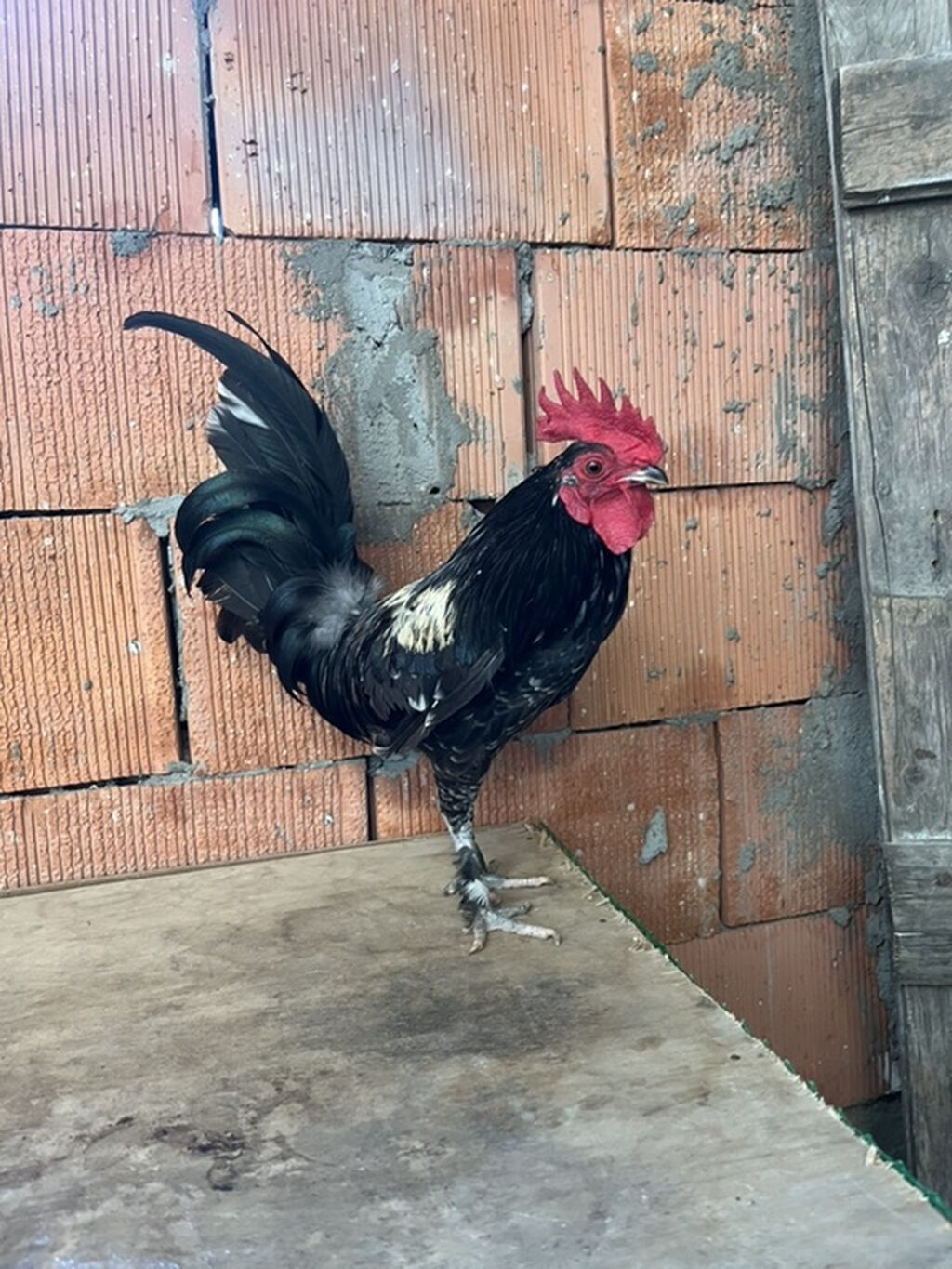 Xoruz, il: 1 — Heyvanlar, Mehdiabad