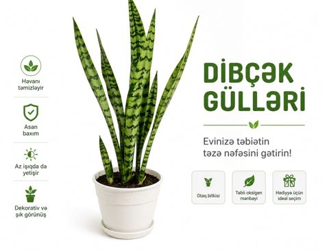 Dibçək gülləri