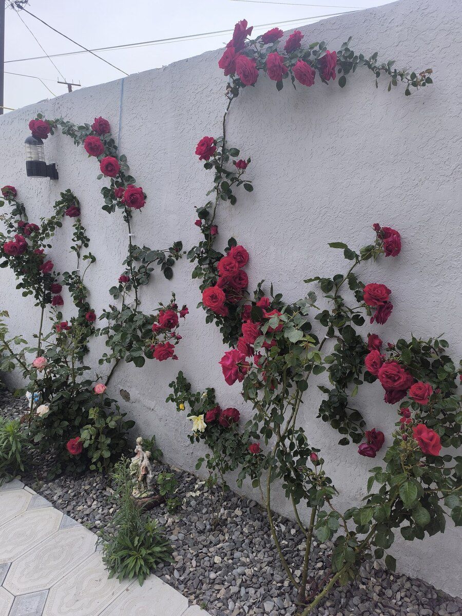 İcarəyə verilir 5 otaqlı həyət evi/bağ evi 210 m² — Ev, villa, Bakı (7)