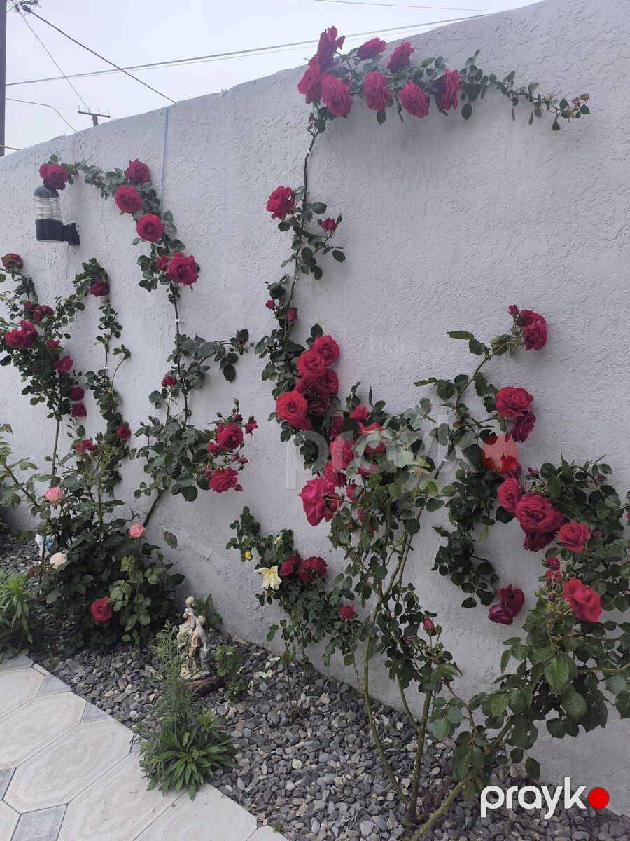 İcarəyə verilir 5 otaqlı həyət evi/bağ evi 210 m² — Ev, villa, Bakı (7)