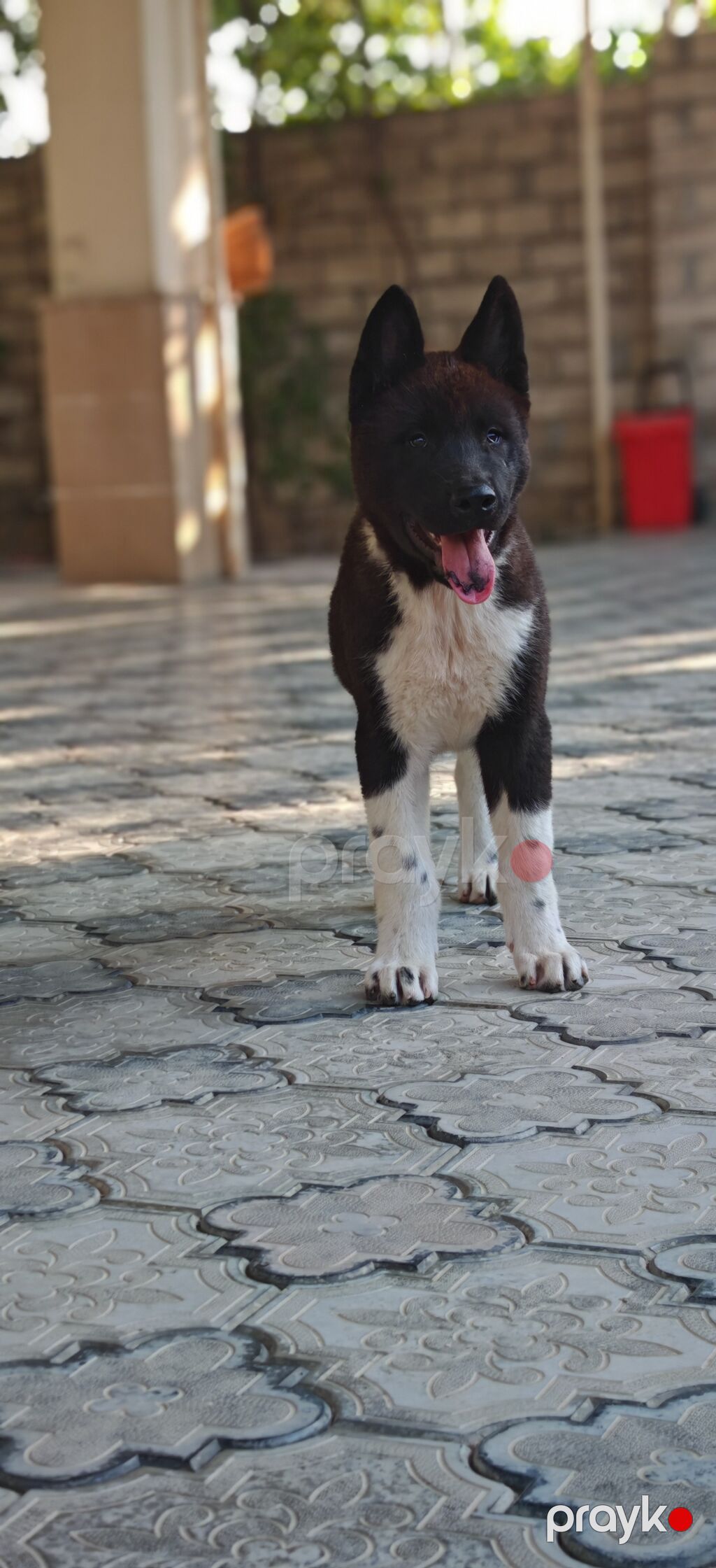 Akita-inu, 3 ay, Erkək, Peyvəndli, Ünvandan götürmə — Heyvanlar, Digah (2)