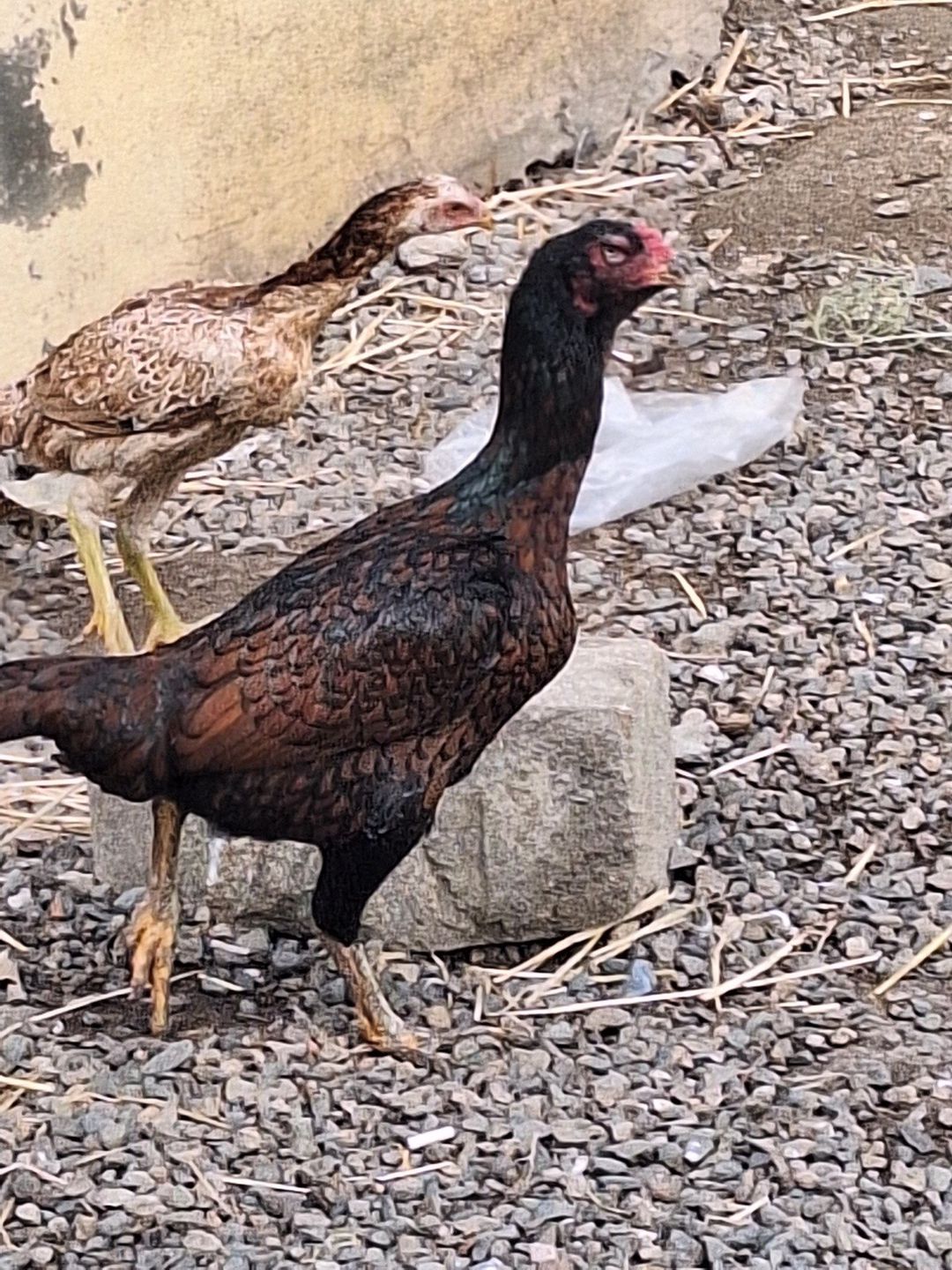 Heyratı fərəsi — Quşlar, Gəncə (3)
