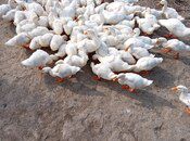 Pekin ördəkləri — Quşlar, Masallı (3)
