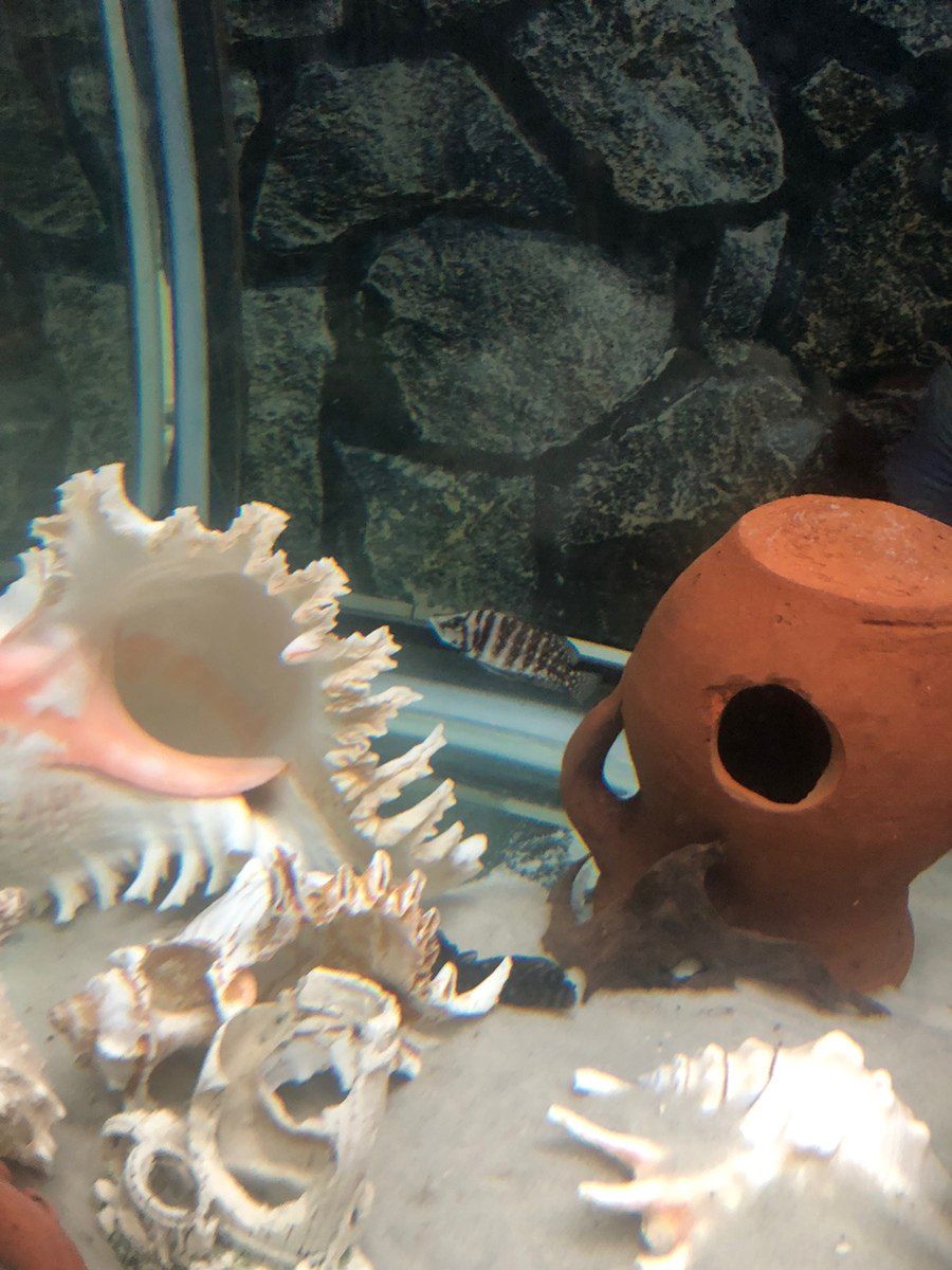 Akvarium və balıqlar — Akvariumlar və balıqlar, Bakı (5)