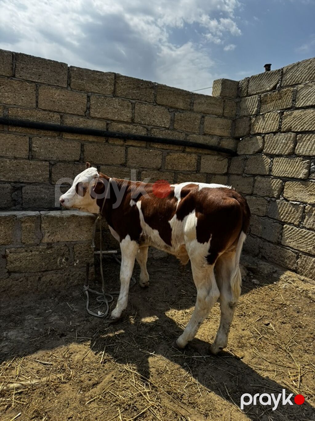Dana, buzov, Erkək, Simental, ay: 2, Damazlıq, Ətlik — Heyvanlar, Sumqayıt (5)