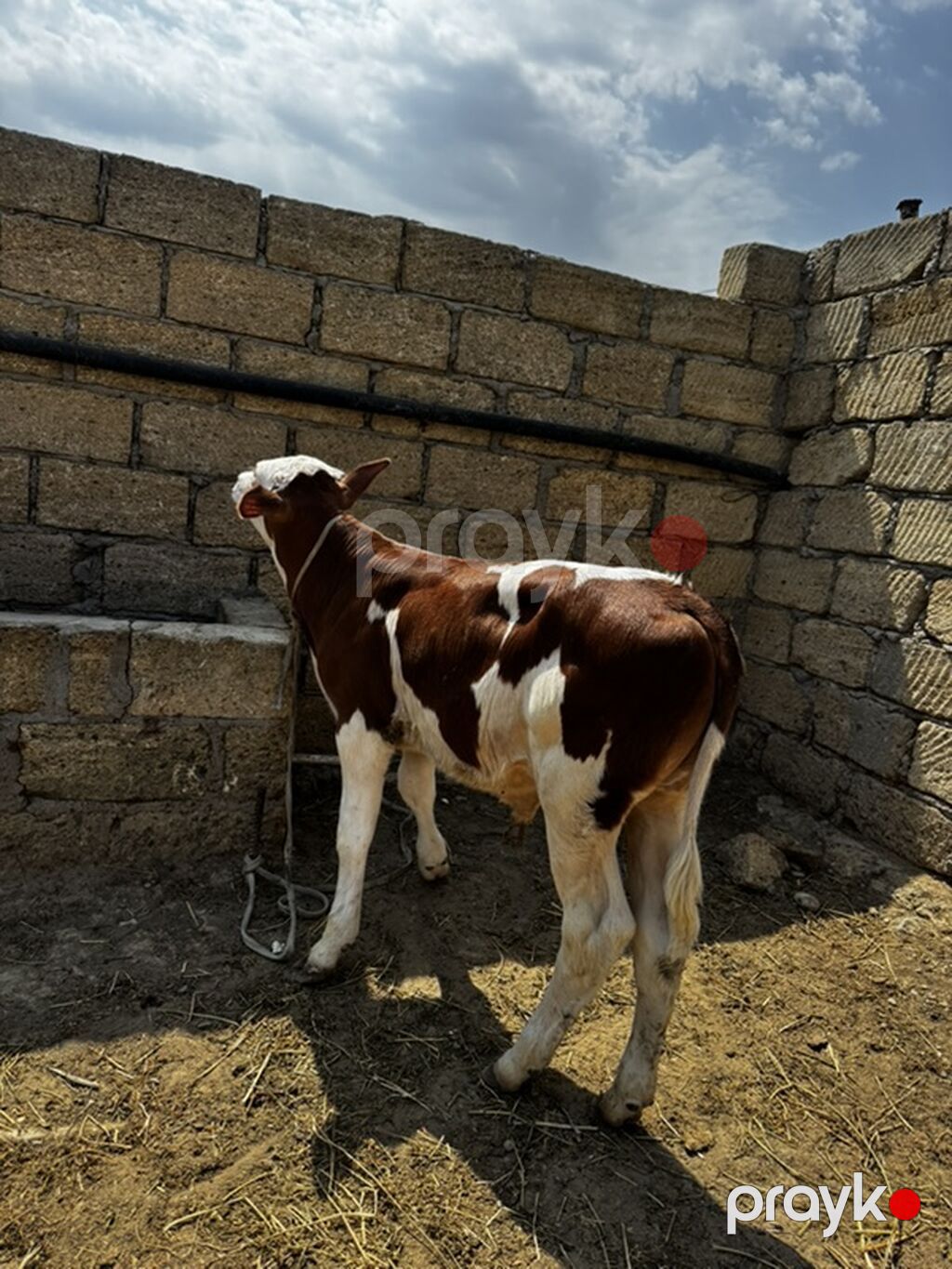 Dana, buzov, Erkək, Simental, ay: 2, Damazlıq, Ətlik — Heyvanlar, Sumqayıt (6)