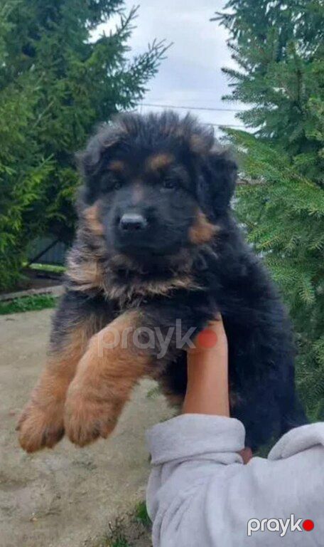 German sheperd — Heyvanlar, Bakı (3)