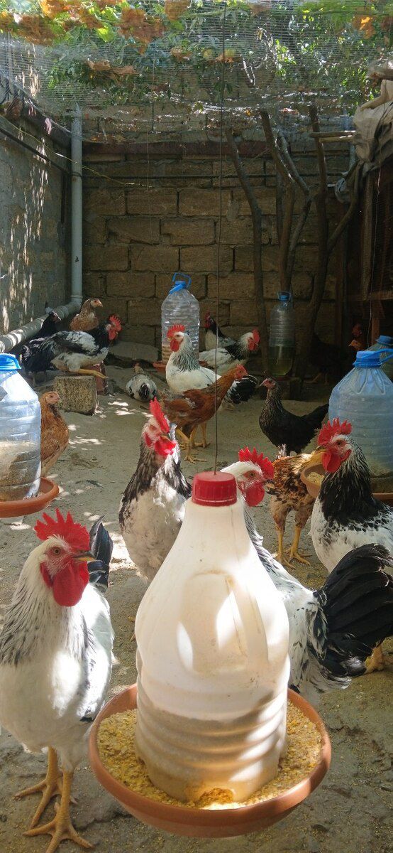 Xoruzlar — Quşlar, Sumqayıt (5)