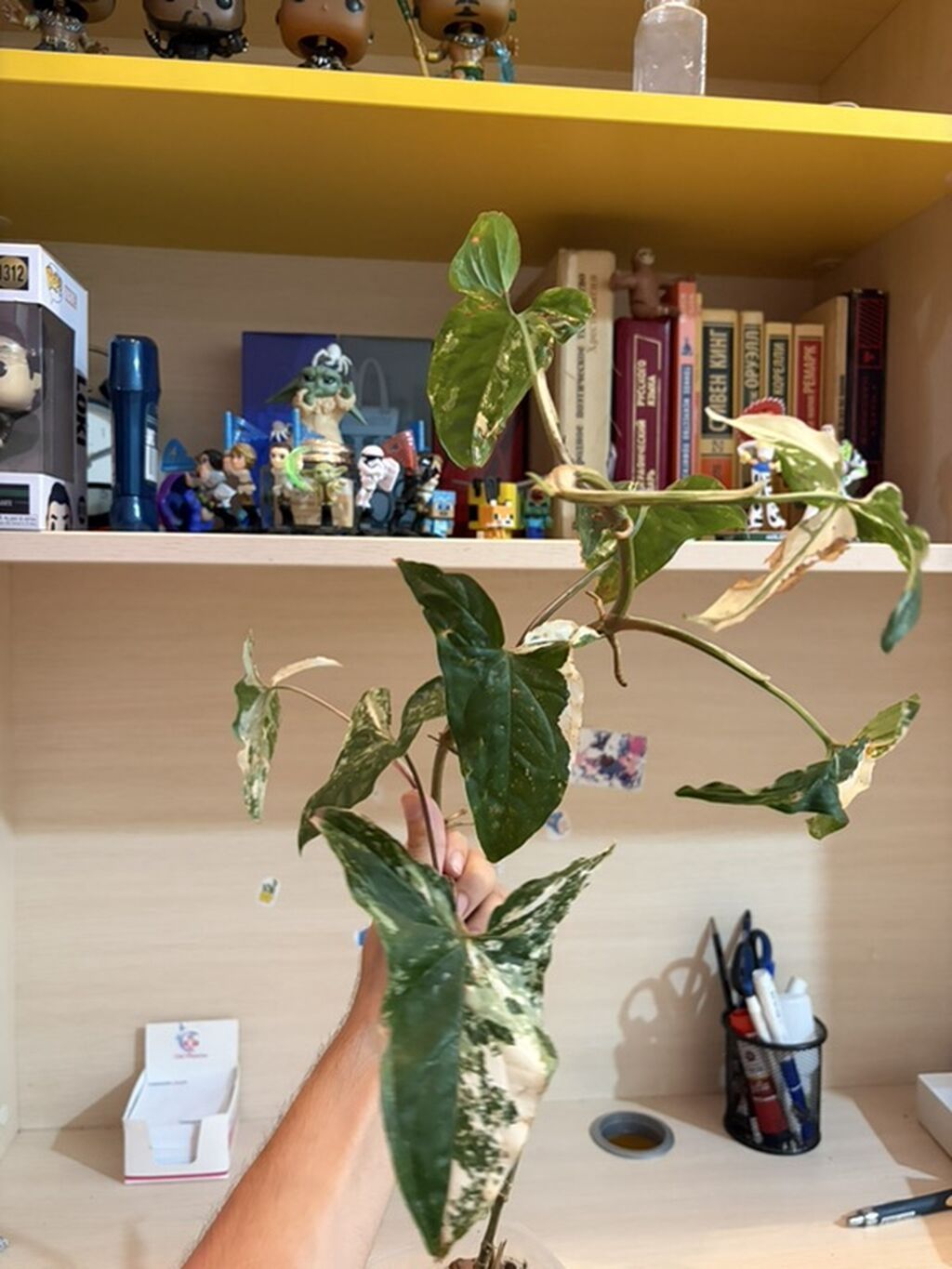 Syngonium podophyllum “Albo Variegata” – variegasiyalı otaq bitkisi - — Mallar, Bakı (3)