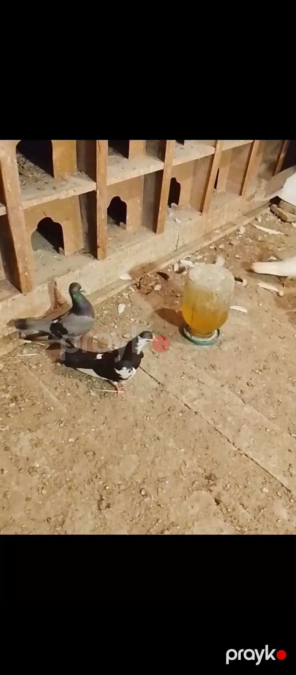 Təmiz sağlam heyvanlardi əsl damazlıq vatçap aktivdir — Quşlar, Digah (2)