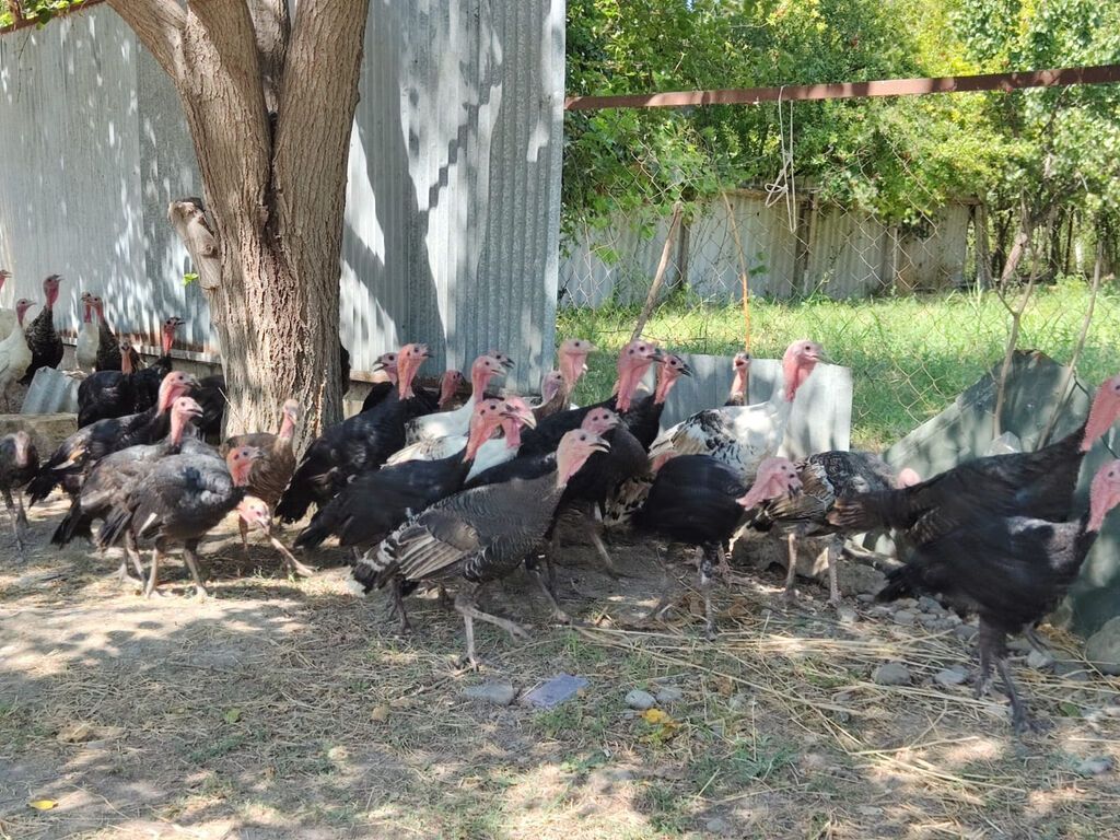 Erkək, Kanada, Ətlik, Ödənişli çatdırılma — Heyvanlar, Bərdə (3)