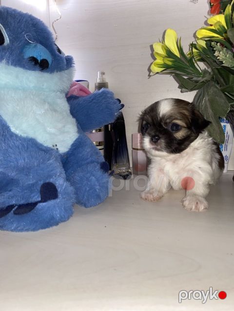 Shi-tsu, 1 ay