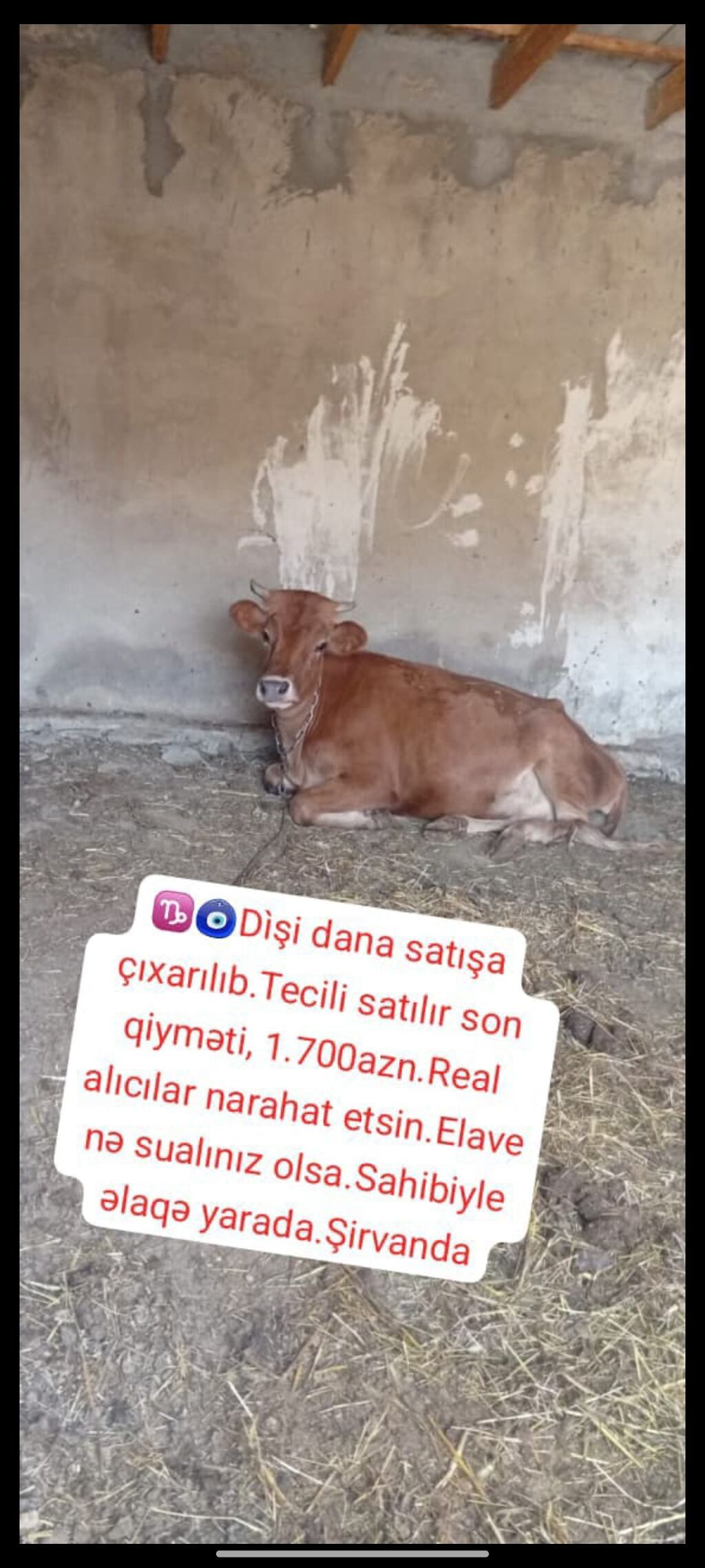 Məhsul: Dişi dana Təsvir: - Qəhvəyi rəngli dişi dana - Zəncirli — Heyvanlar, Şirvan