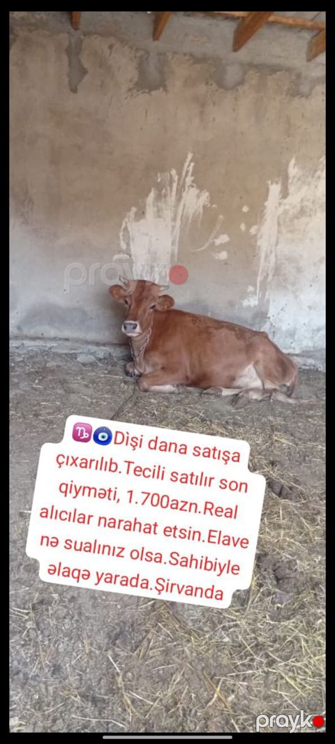 Məhsul: Dişi dana Təsvir: - Qəhvəyi rəngli dişi dana - Zəncirli