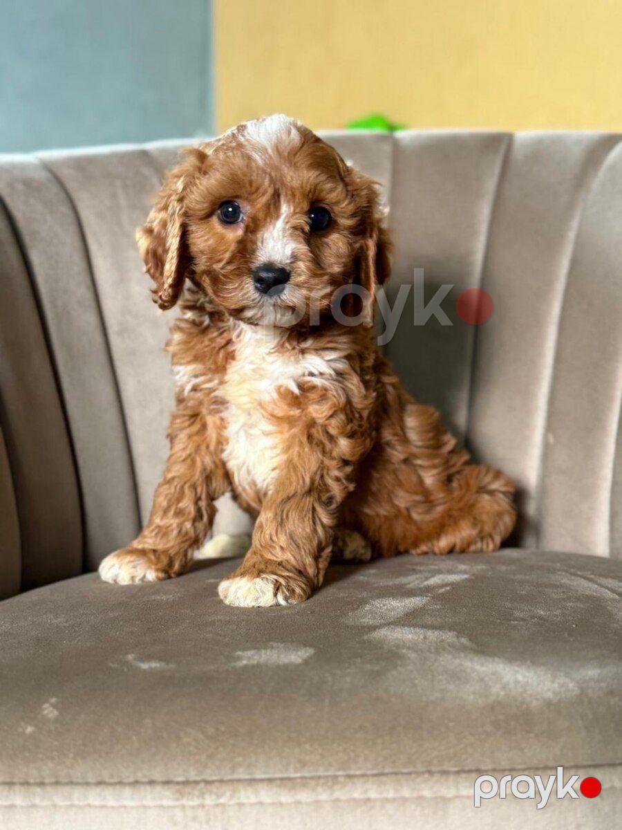 Labrador retriver mini — Heyvanlar, Bakı (4)
