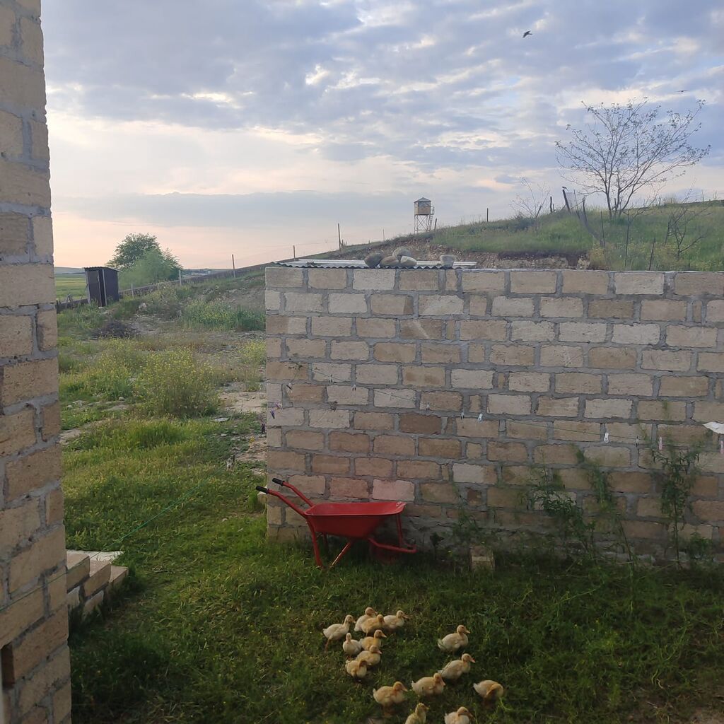 Gəncə şəhəri Gülüstan qəsəbəsində satılır ev real alıcıya cüzi endirim — Daşınmaz əmlak, Gəncə (7)