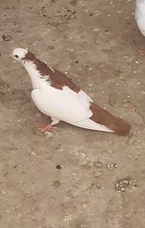 Seher tezden tutulub mayadi yalniz ciddi alicilar zeng etsin barter