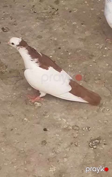 Seher tezden tutulub mayadi yalniz ciddi alicilar zeng etsin barter