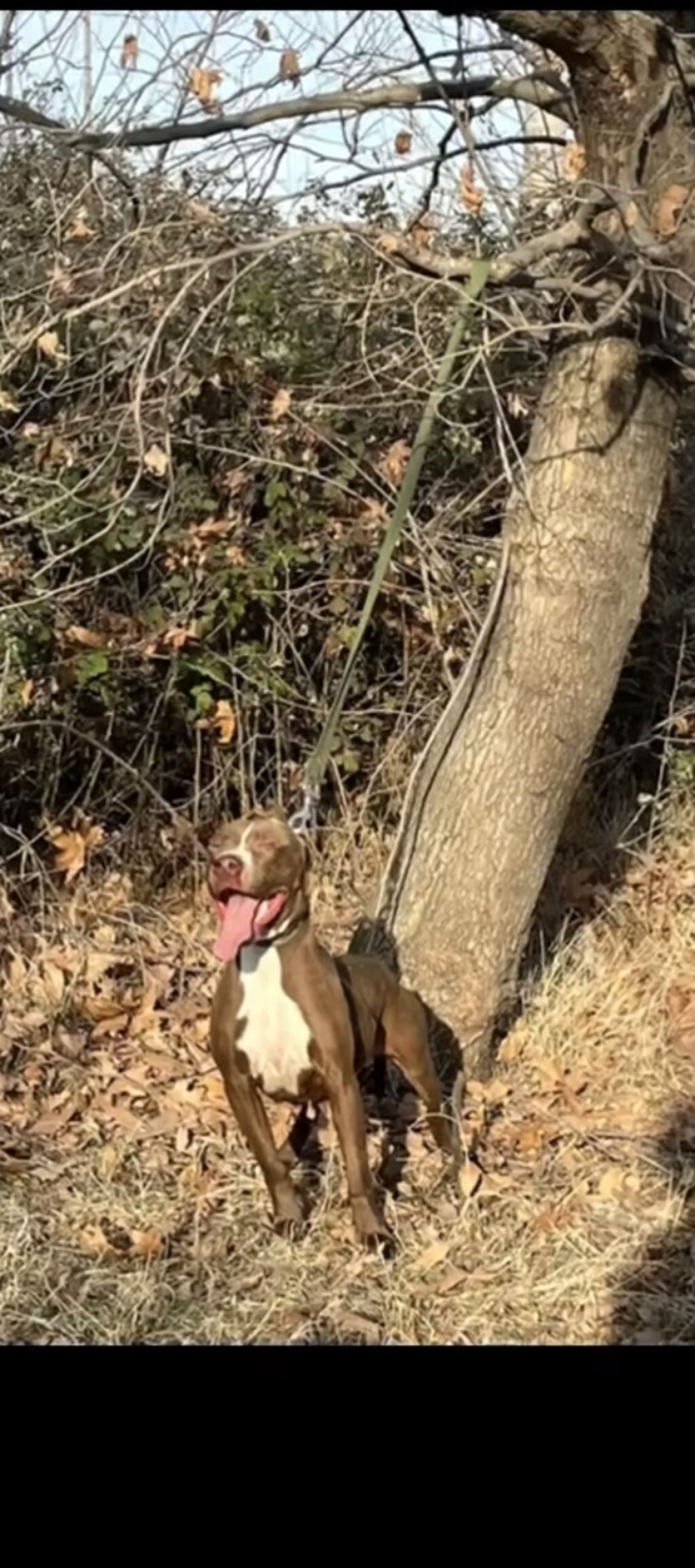 Pitbul, Dişi, Peyvəndli, Ünvandan götürmə — Heyvanlar, Ağstafa (5)