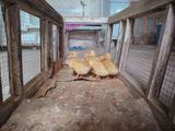 Sarı rəngli ördək balaları - Növ: ev təsərrüfatı üçün ördək balaları — Elanın sahibi