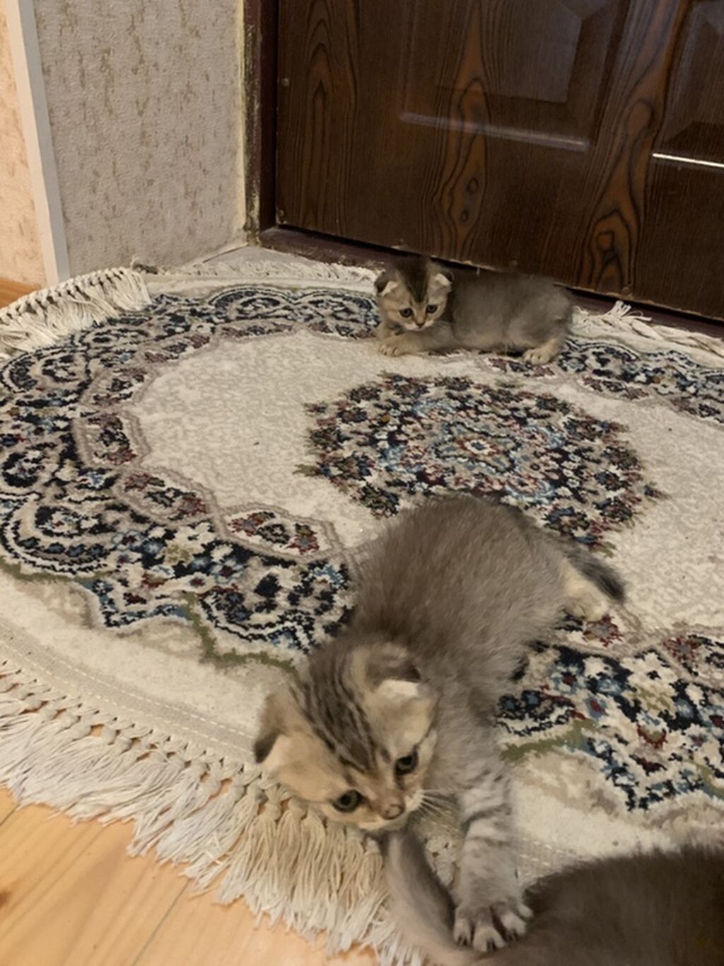 Şotland yastı qulaq, Ödənişli çatdırılma