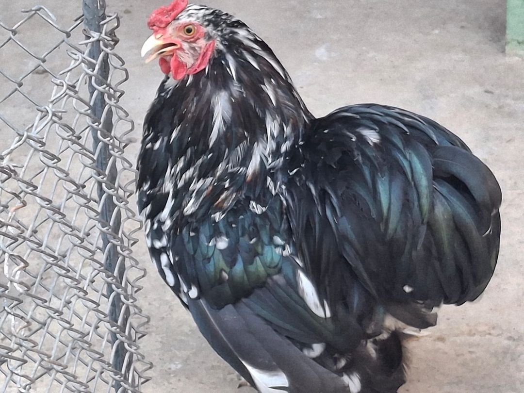 Mottled Koxin xoruzu — Quşlar, Gəncə