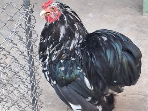 Mottled Koxin xoruzu