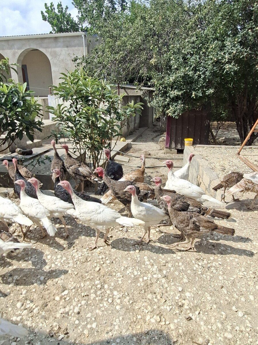 Hindquşları — Quşlar, Bakı (2)
