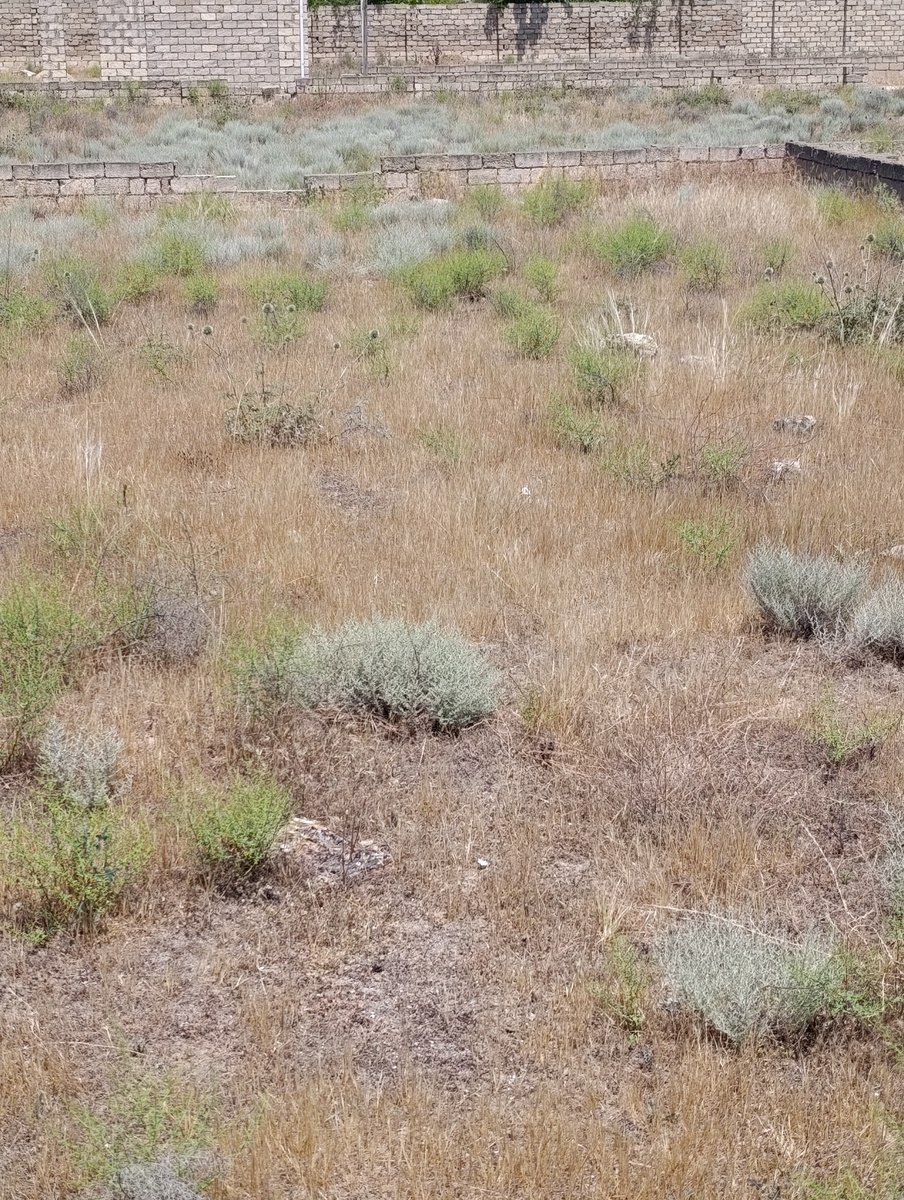 Satılır torpaq 10 sot — Torpaq, Bakı (4)