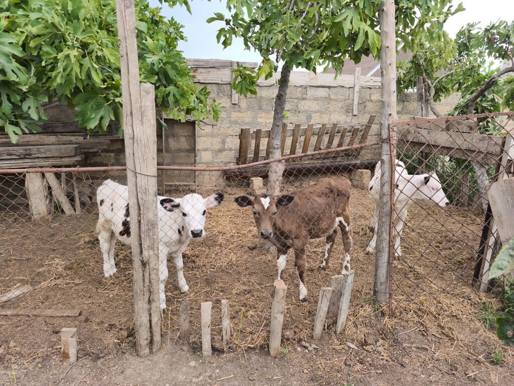 Dana, buzov, Dişi, Holsteyn, Simental, ay: 1, Damazlıq, Südlük, Ünvandan götürmə, Ödənişli çatdırılma — Heyvanlar, Bakı