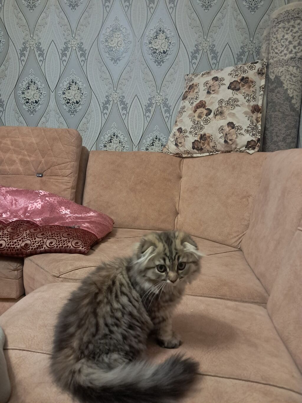 Şotland yastı qulaq — Pişiklər, Bakı