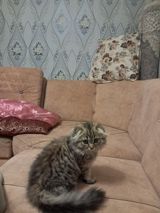 Şotland yastı qulaq — Pişiklər