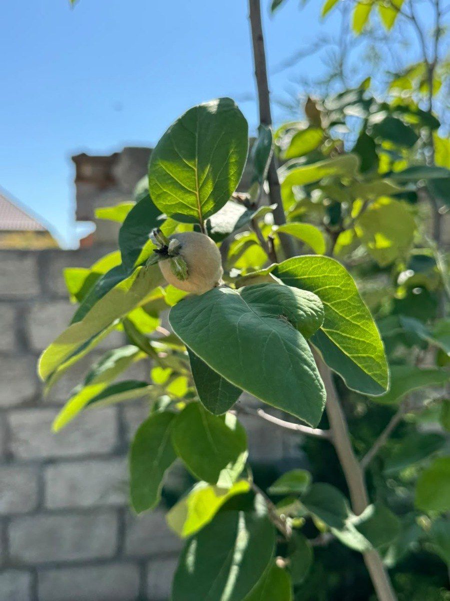 Satılır torpaq 12 sot — Torpaq, Bakı (7)