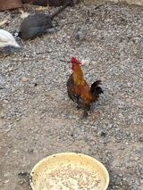 Xoruz 🐓 Yaponka — Chickens and roosters